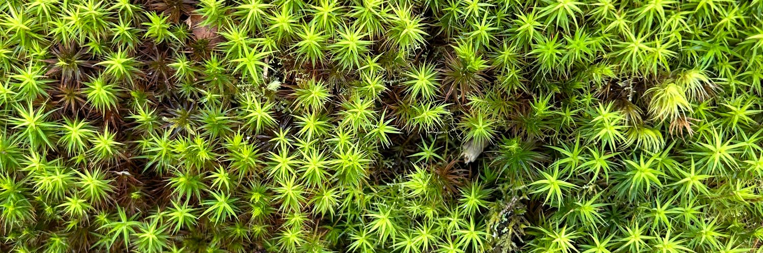 Charlotte Everly banner