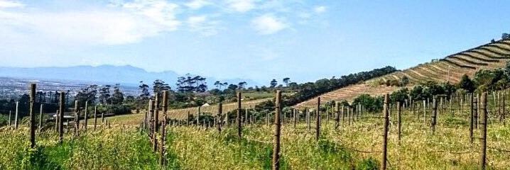 SilvermistWine's profile banner image