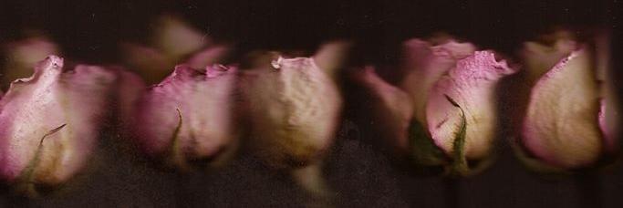 MillsCapozzi's profile banner image