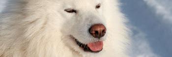 dcerqueirasp's profile banner image