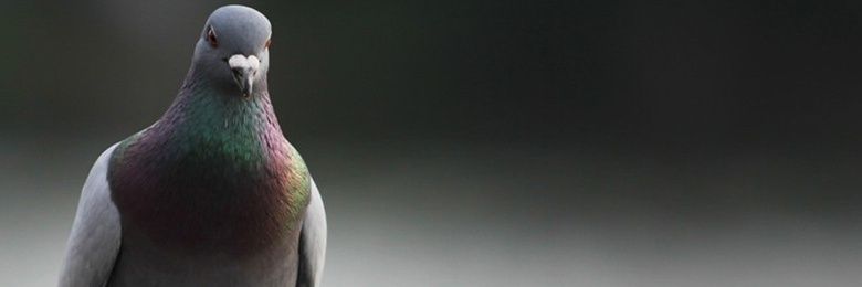 danirving604's profile banner image