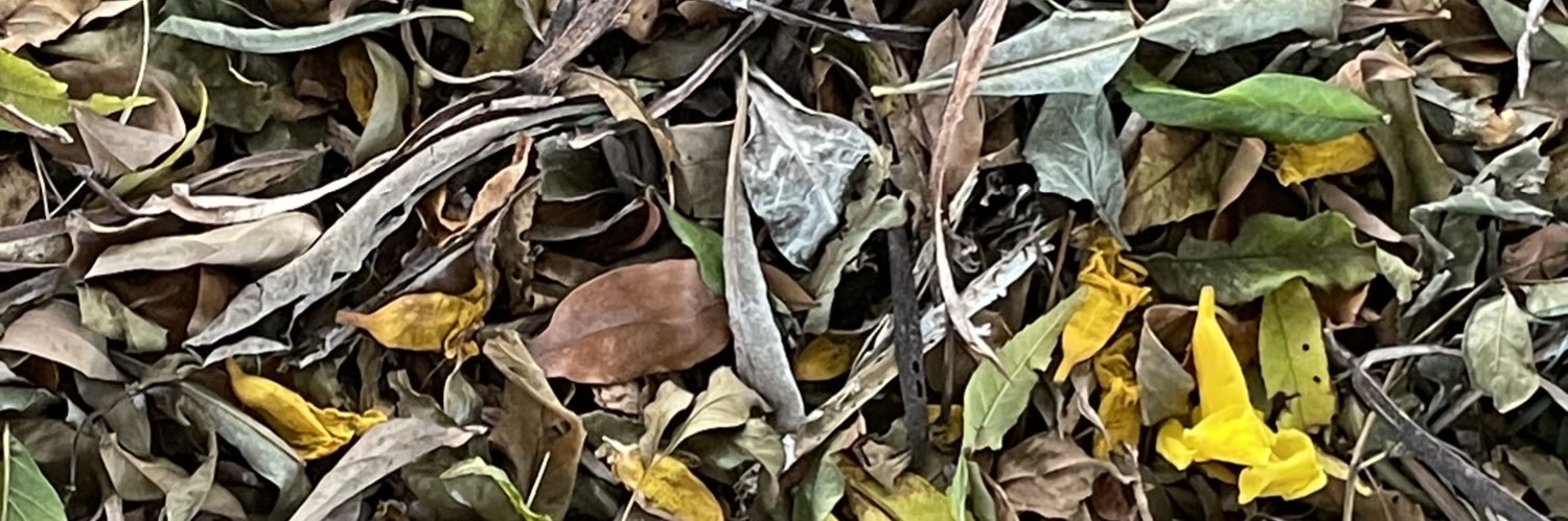 AvalosRodr's profile banner image
