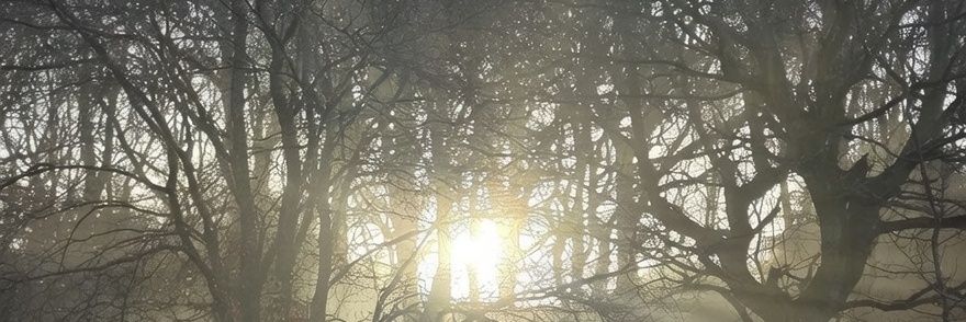 Orthophenia's profile banner image