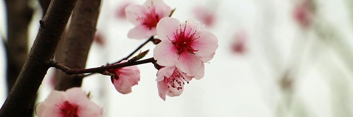 TIIAAIIR's profile banner image