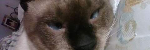 SandyhidalgoSh's profile banner image