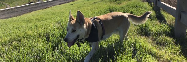 C_Elusions Profile Banner