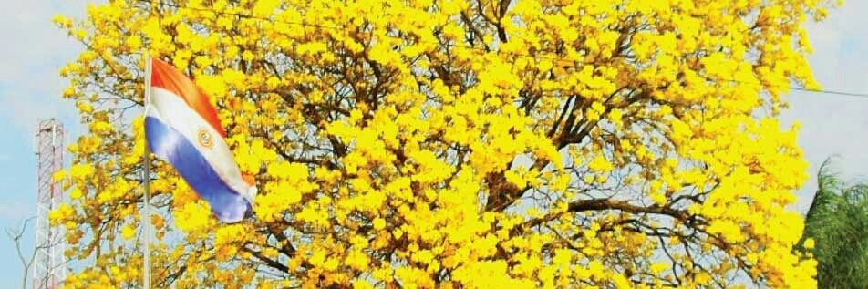 soso_py's profile banner image