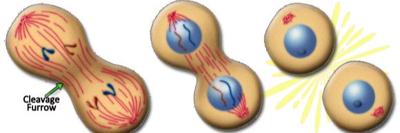 Meredith Hackman banner