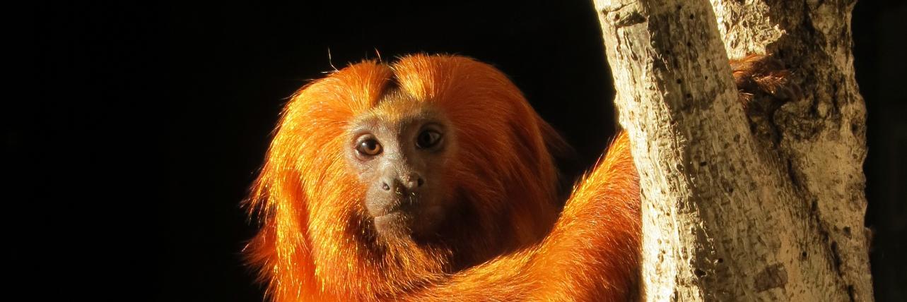 JoyRobertschapp's profile banner image