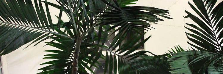 OliviaIvey's profile banner image
