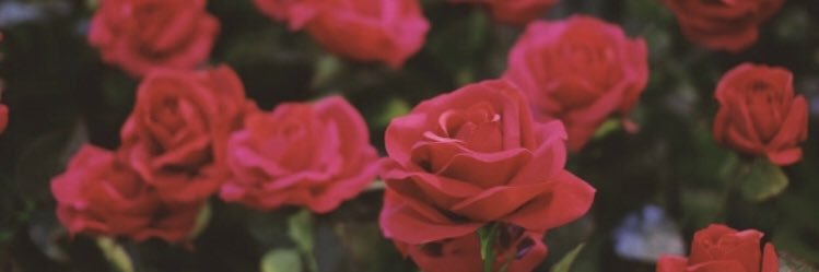 Rose banner