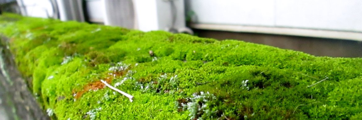 2000bryophyta's profile banner image
