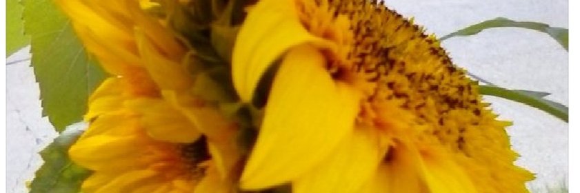 Paint1963's profile banner image