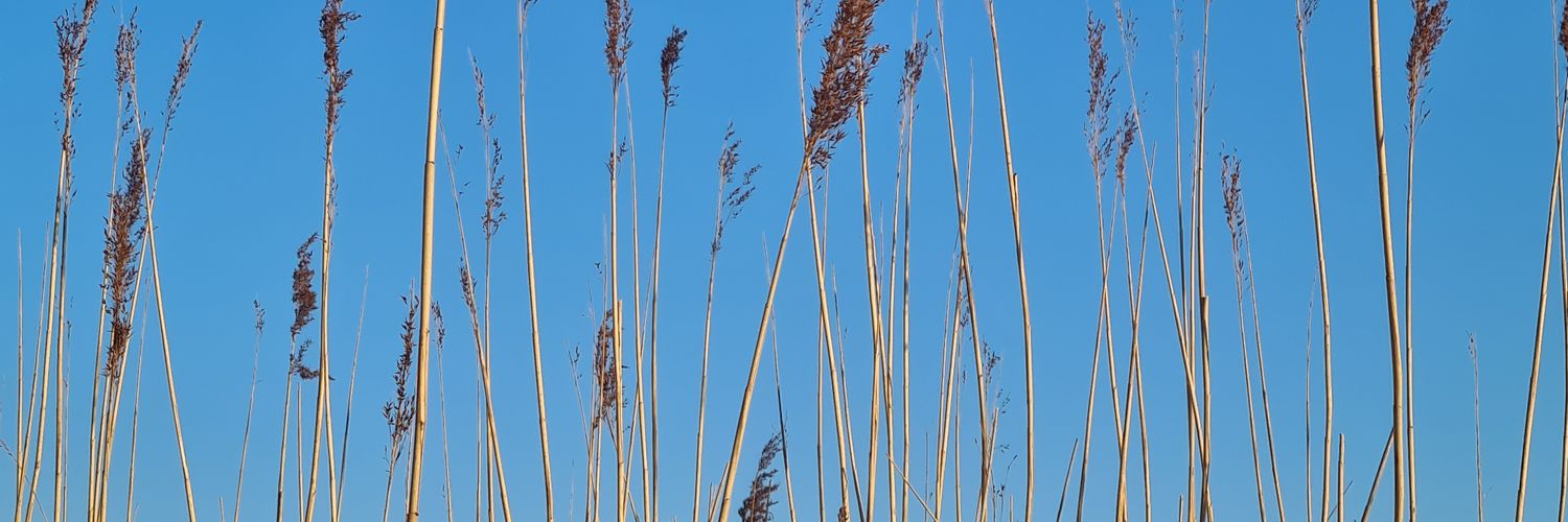 Ir. Willemijn Hoebert banner