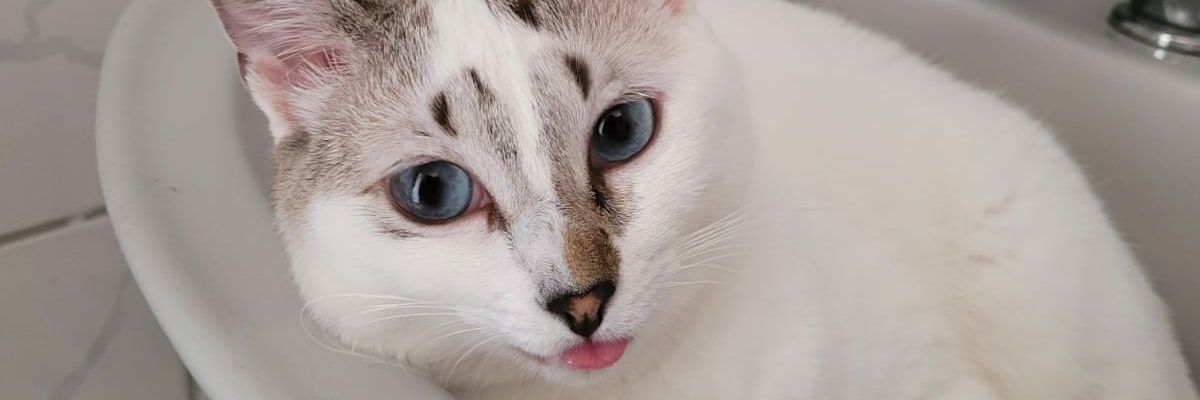 Thay_cross's profile banner image