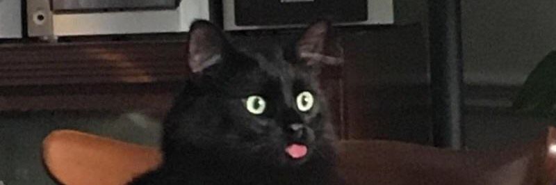 lostinghostwood's profile banner image