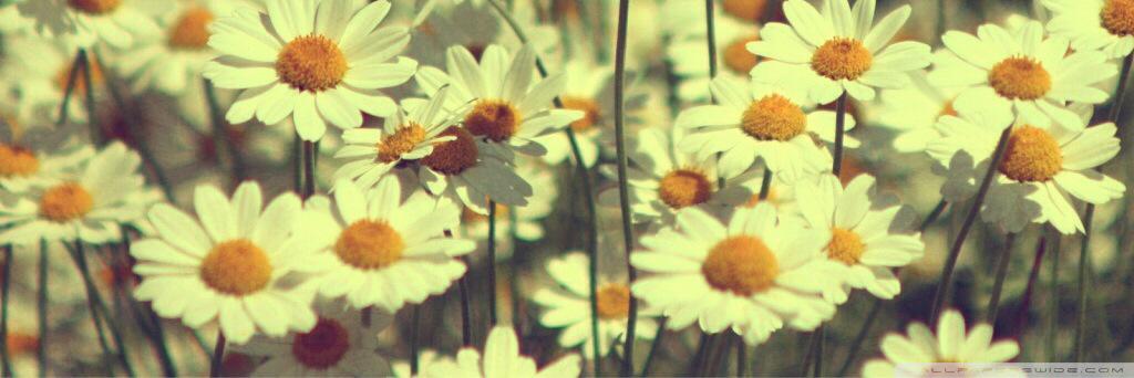 Breeyoree's profile banner image