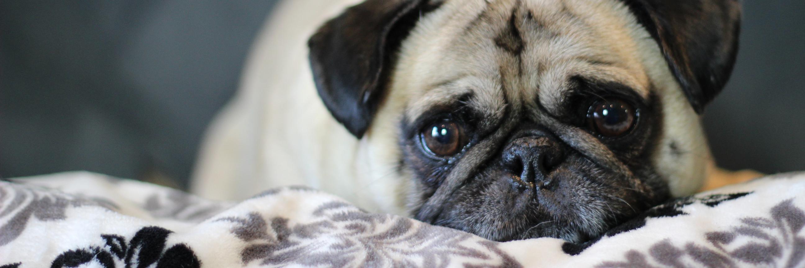 atomthepug's profile banner image