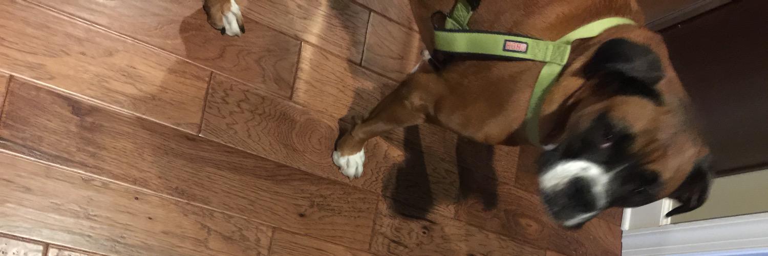 BoxerDoggies's profile banner image