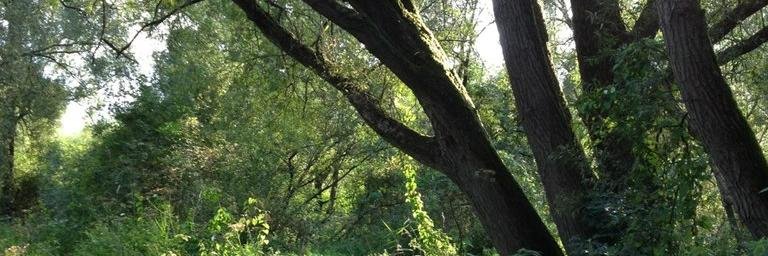 tanyaruzanova1's profile banner image