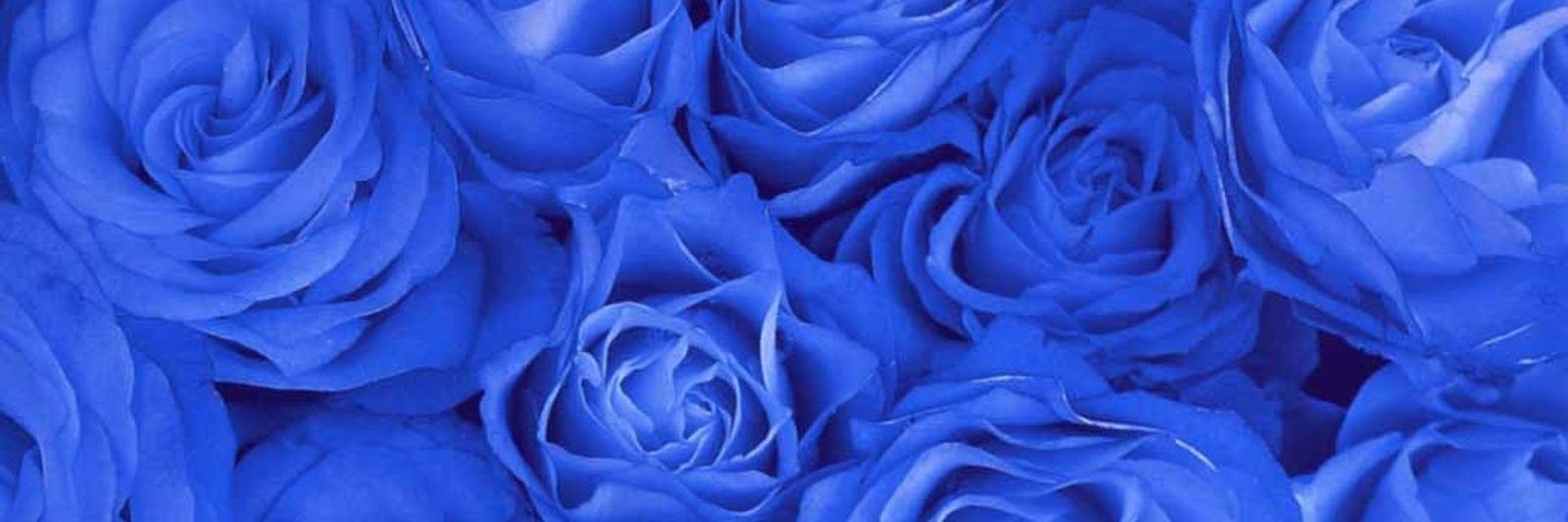rafi_cc's profile banner image