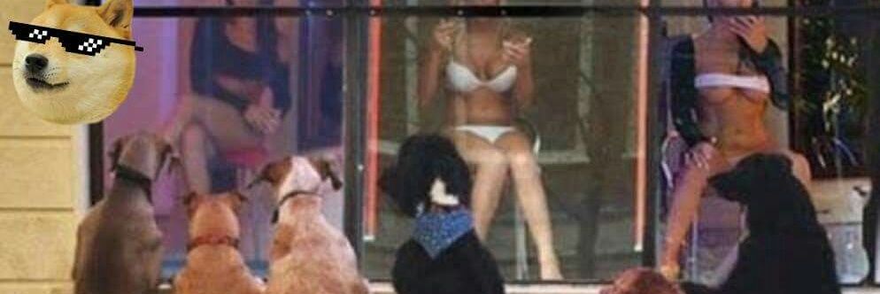 perro contento banner