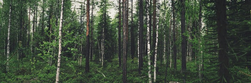 Trees4LifeCan's profile banner image