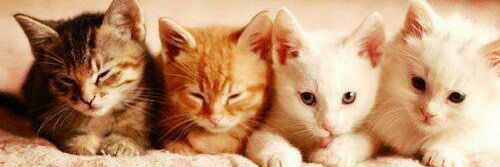 cat_goose's profile banner image