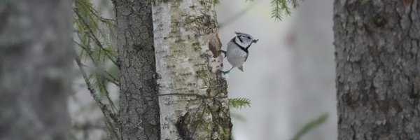 PPlinnut Profile Banner