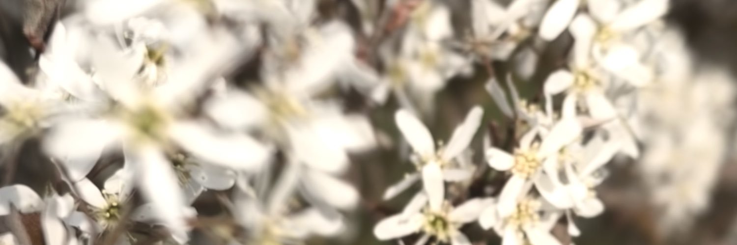 Memeow22's profile banner image