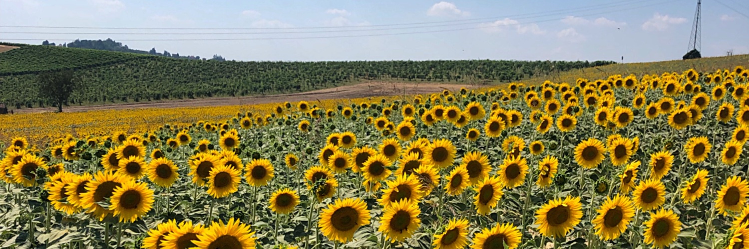 mariatsychkova's profile banner image