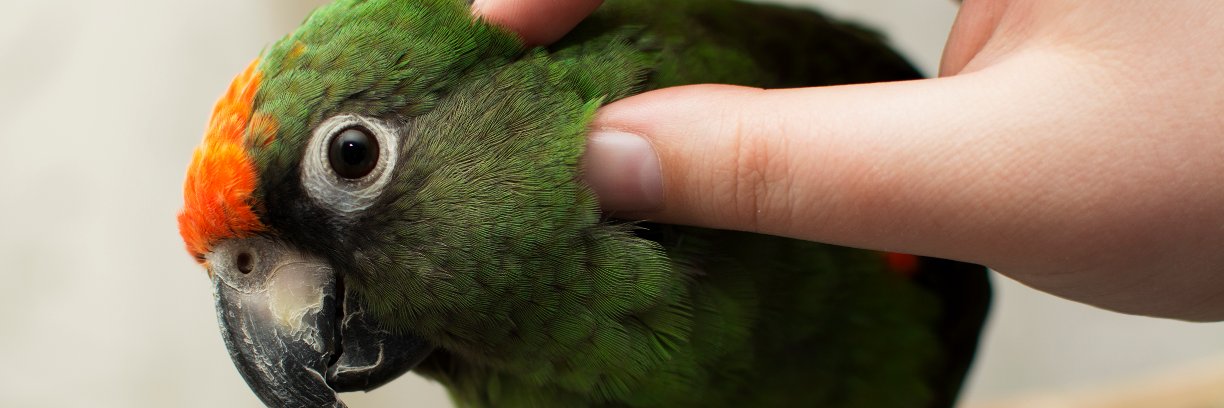 Oniparrot's profile banner image