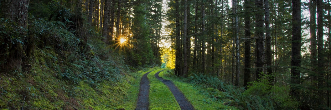 Roxana Marachi, PhD banner