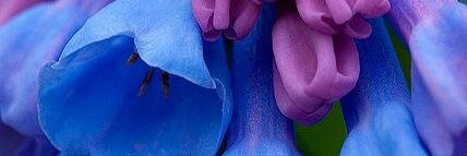 V. a. l. 🌚 banner