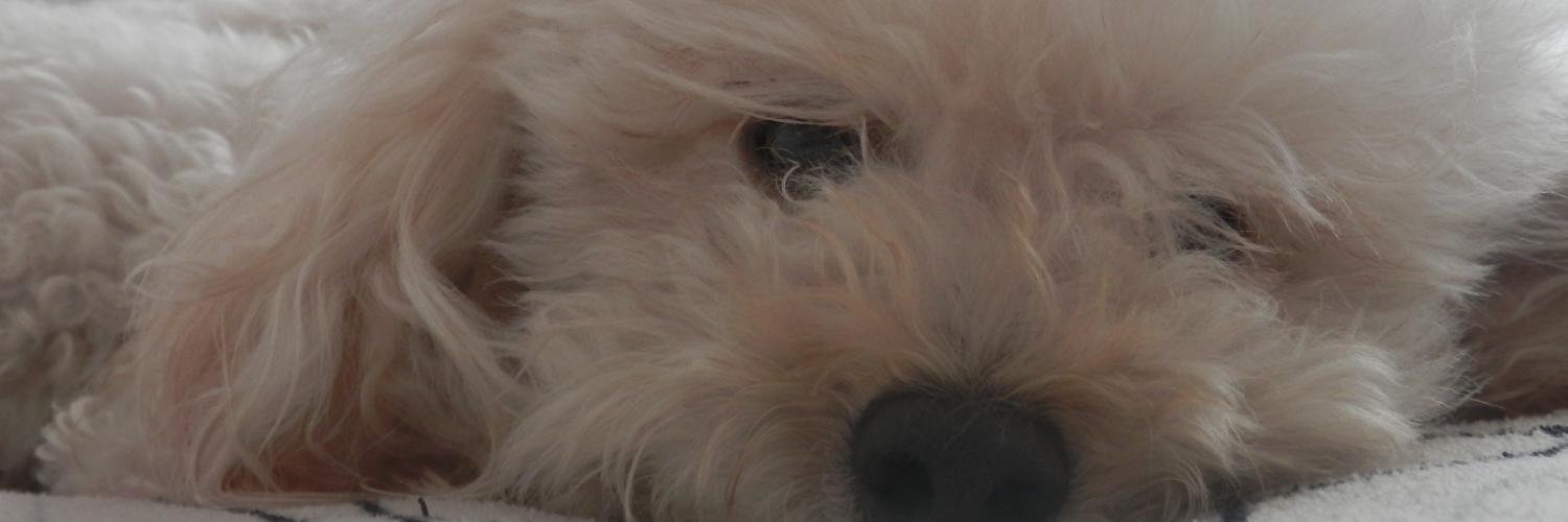 camirodriguez4's profile banner image