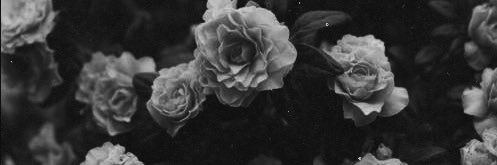 alyssac769's profile banner image