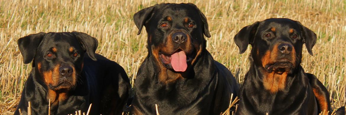 RCMDogTraining's profile banner image