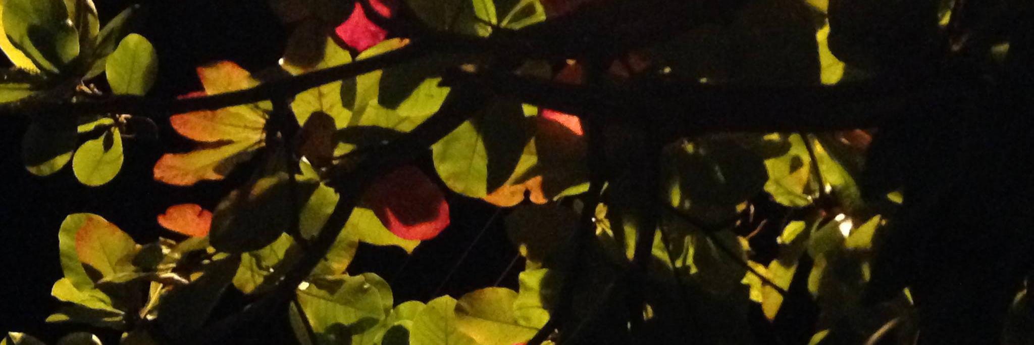 Marian_Orjuela's profile banner image