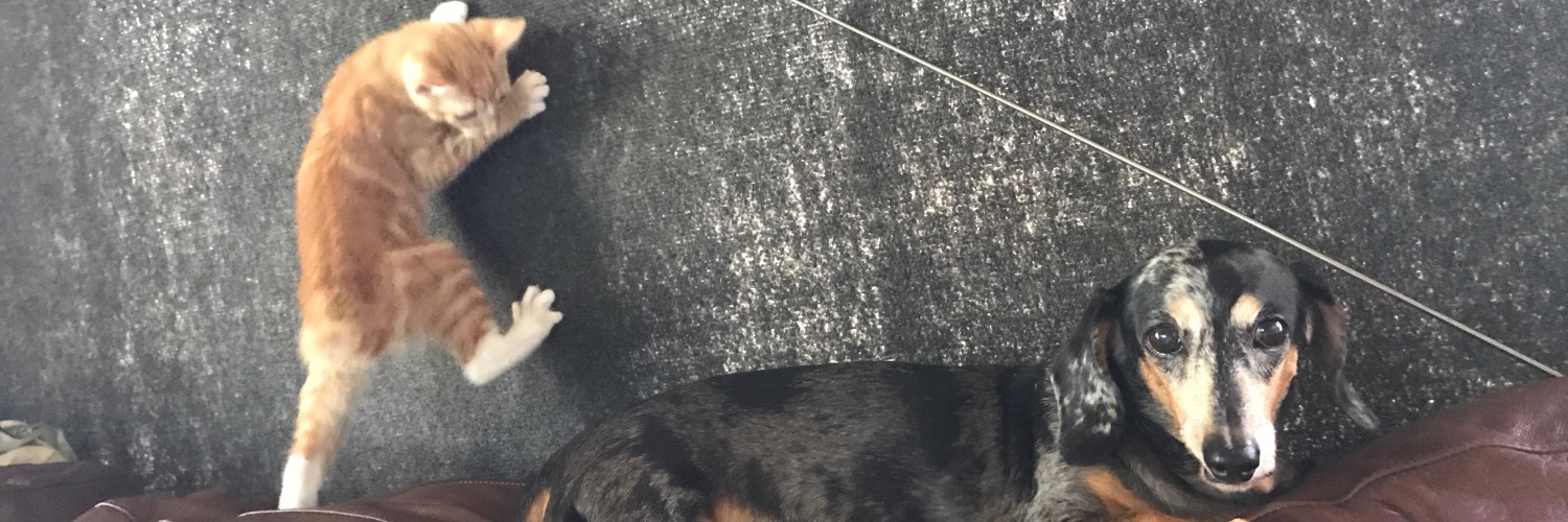 hiveronicaa's profile banner image