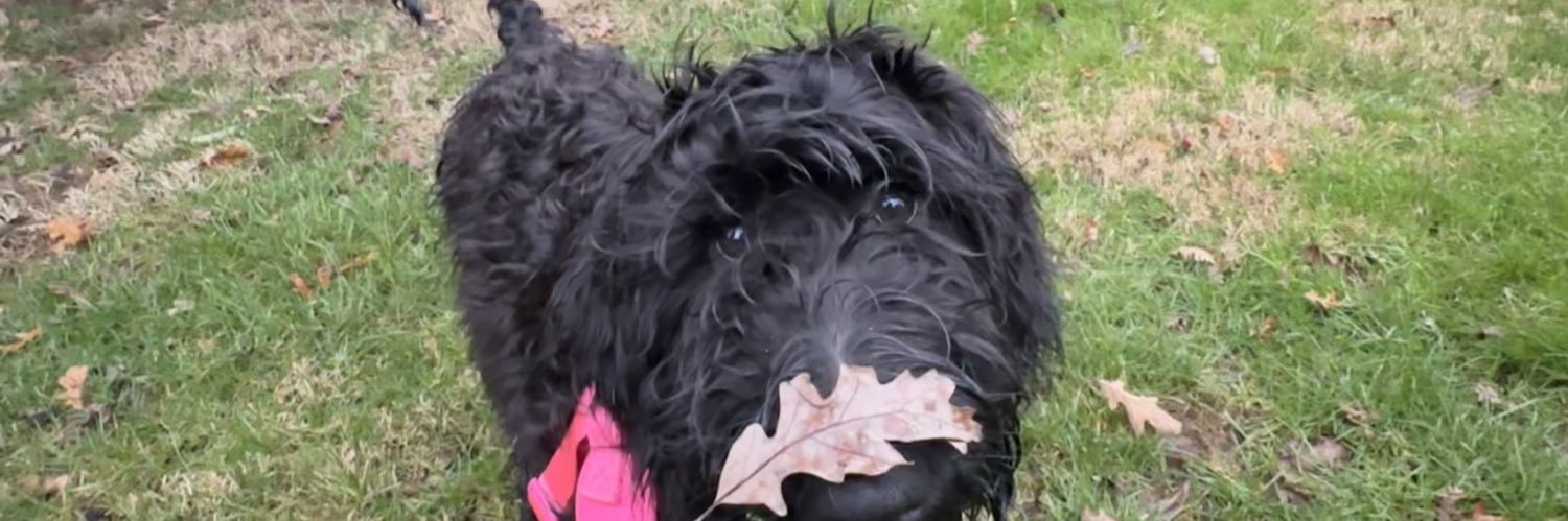 bellagarrison's profile banner image