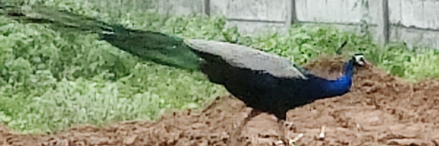 neerajpc's profile banner image