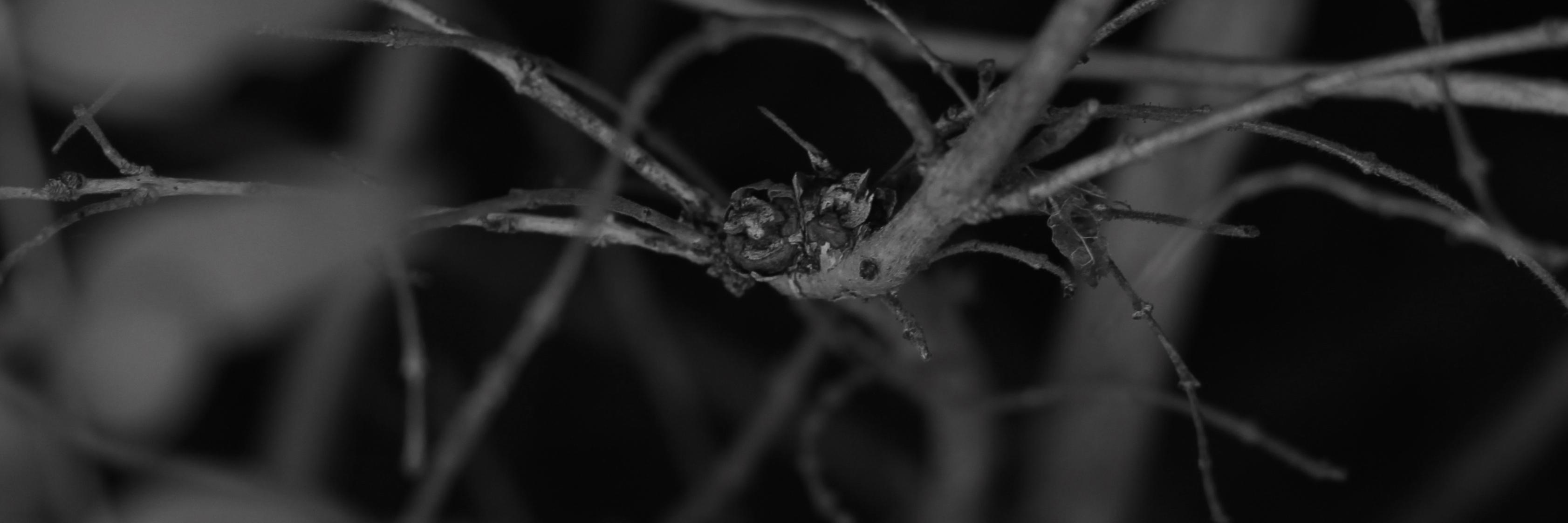 conortheswan's profile banner image