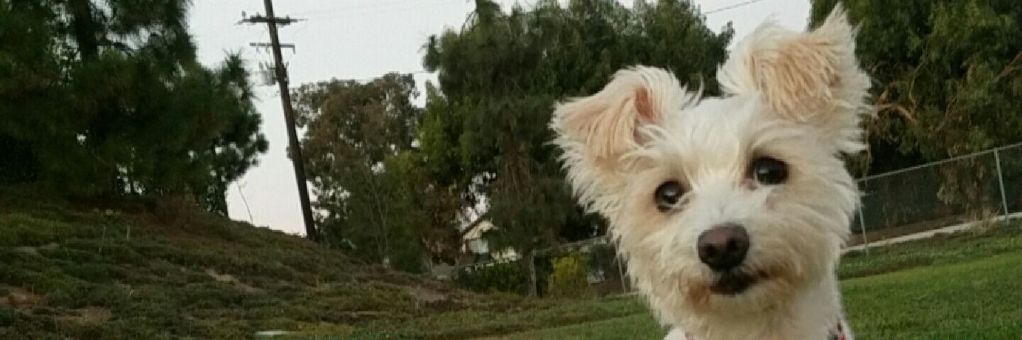 v0NeG's profile banner image
