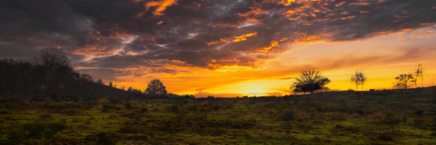 BossPhotoBird's profile banner image