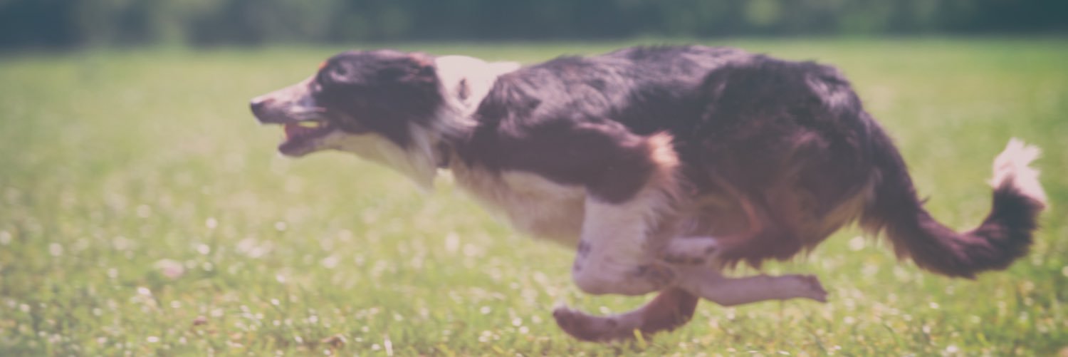 Sheepdog Editor banner