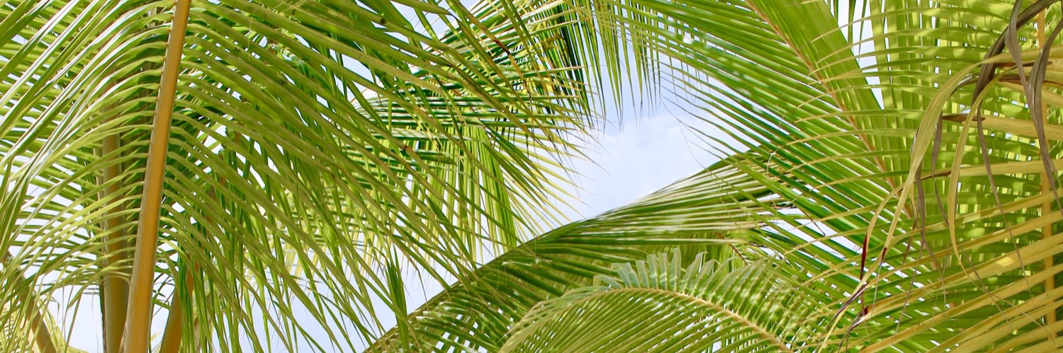 cocoyouloco's profile banner image