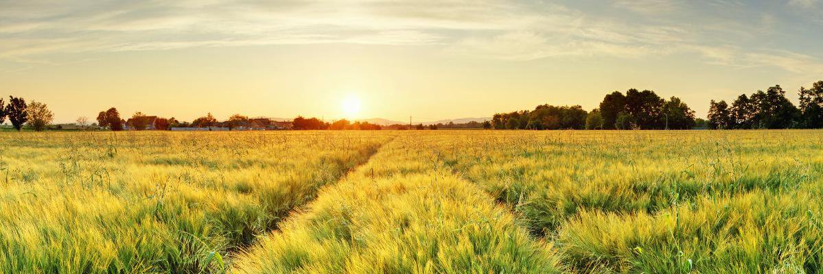 Magnetic Phield banner