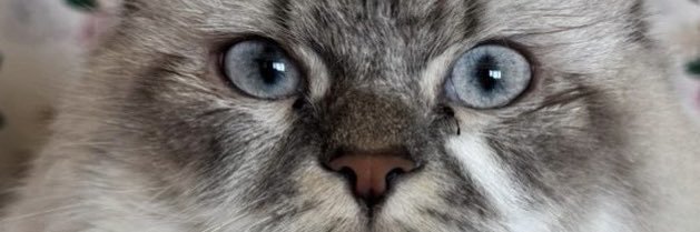 pinkkpanthher's profile banner image