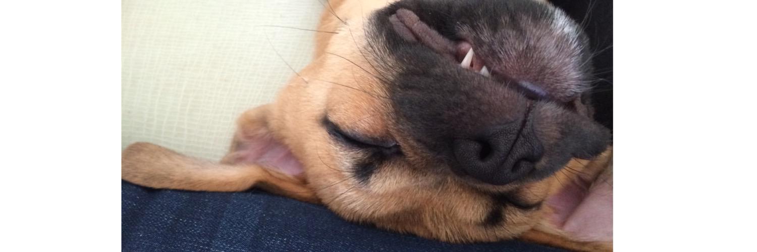 macpuggle's profile banner image