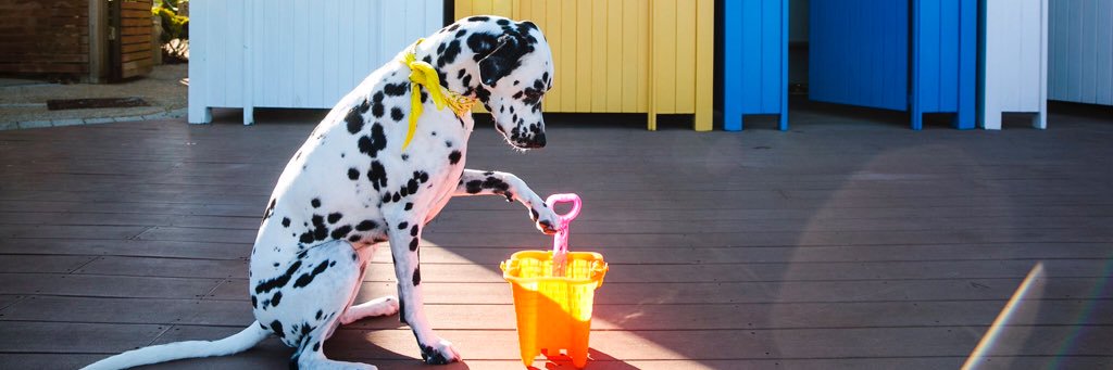 southdalmatian's profile banner image